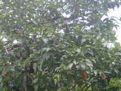 Homalium whitmeeanum