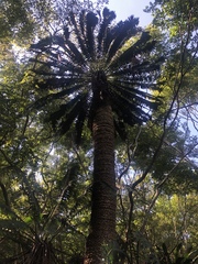 Encephalartos transvenosus