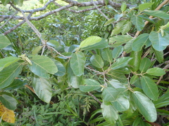 Trichospermum richii