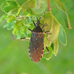 Dicranocephalus agilis