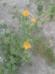 Allowissadula holosericea