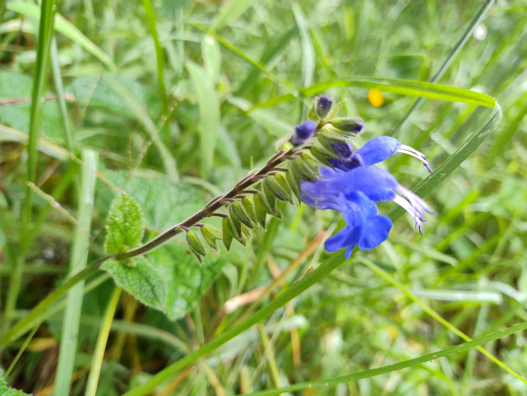 Salvia scutellarioides image