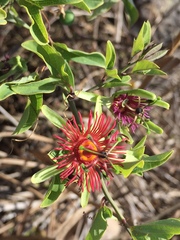 Passiflora mexicana