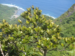 Syzygium brevifolium