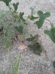 Cocculus diversifolius