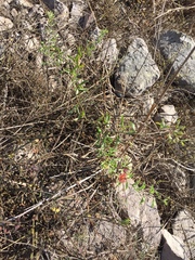 Passiflora mexicana