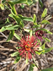 Passiflora mexicana