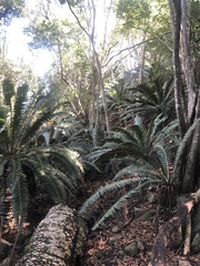 Encephalartos transvenosus