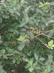Ehretia anacua