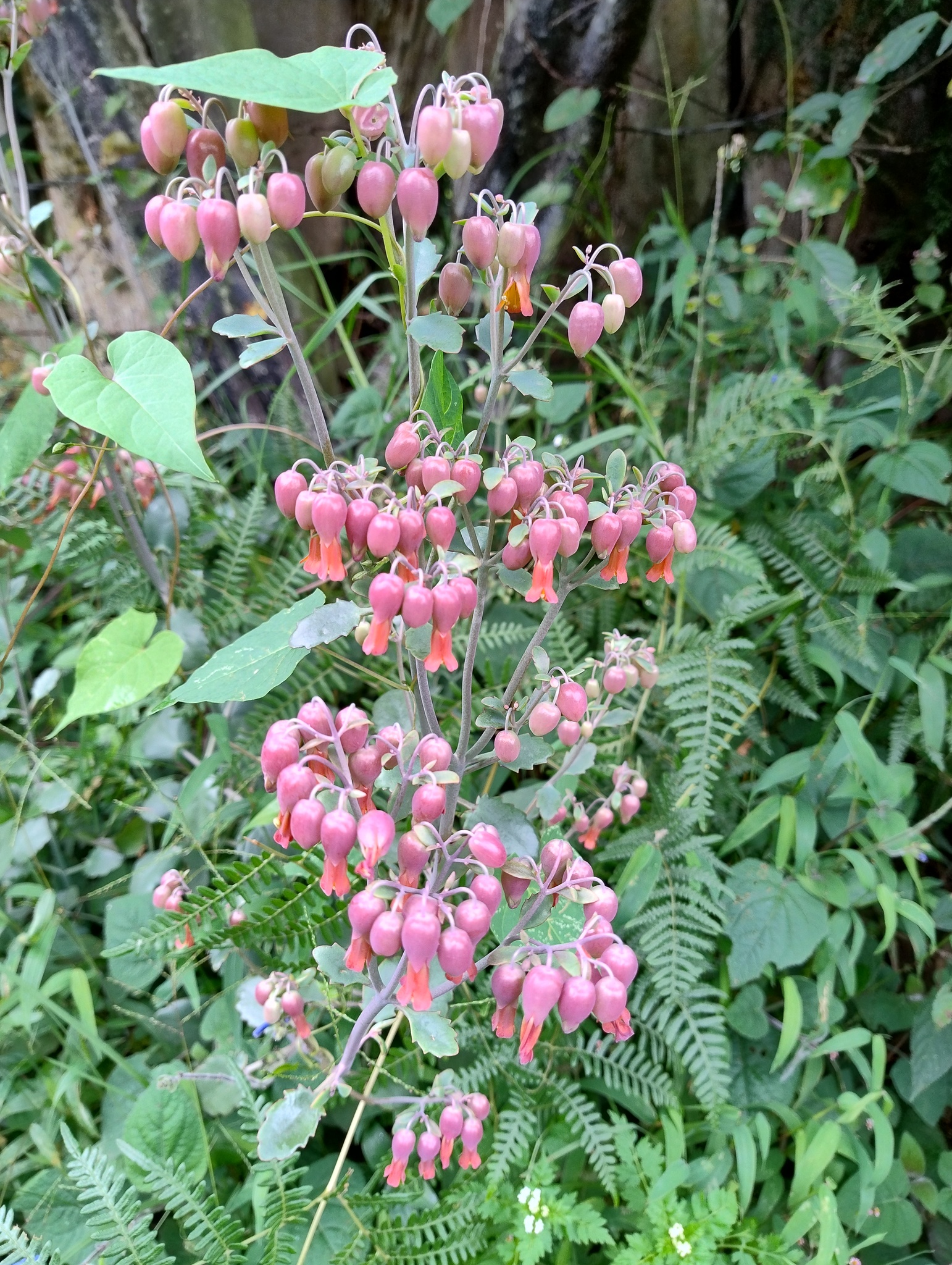 Kalanchoe laxiflora image