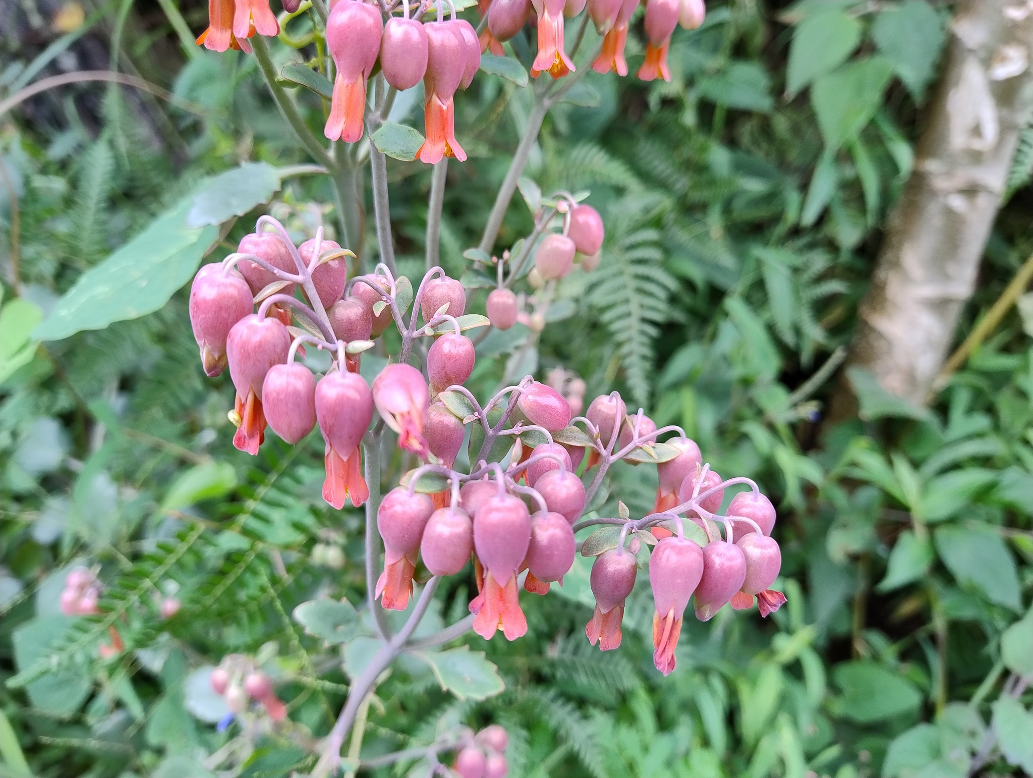 Kalanchoe laxiflora image
