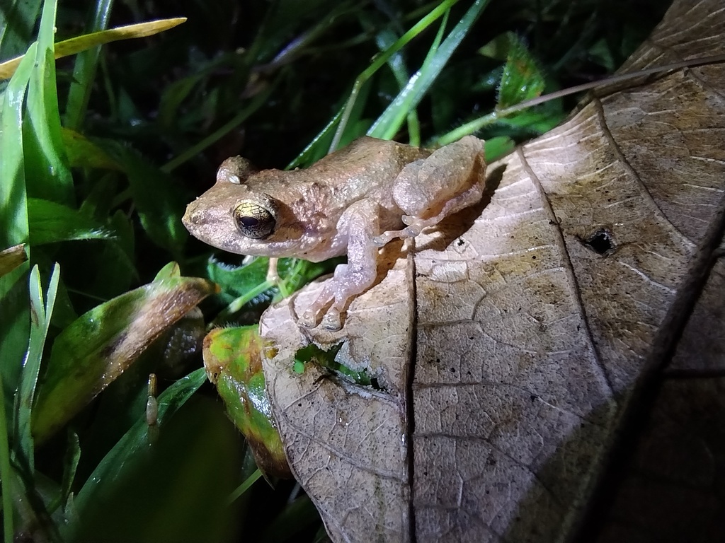 Loja Rainfrog
