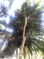 Encephalartos transvenosus