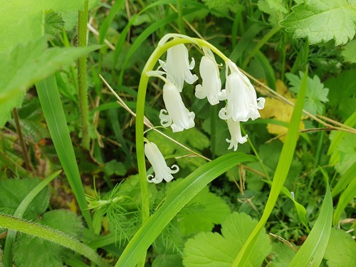 Hyacinthoides non-scripta