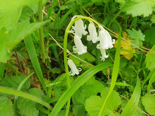 Hyacinthoides non-scripta