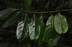 Medusanthera samoensis