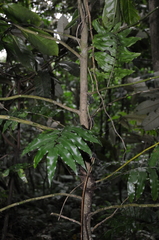 Medusanthera samoensis