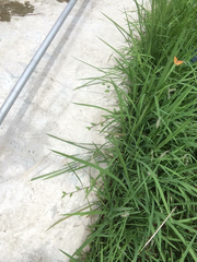 Junonia almana javana