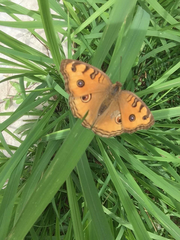 Junonia almana javana