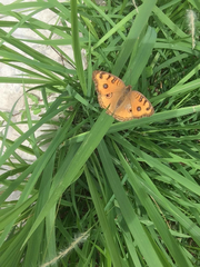 Junonia almana javana
