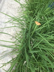 Junonia almana javana