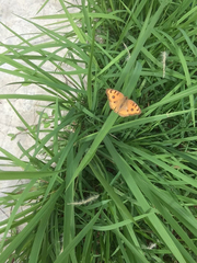Junonia almana javana