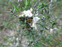 Fendlera linearis