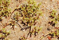 Chorizanthe procumbens