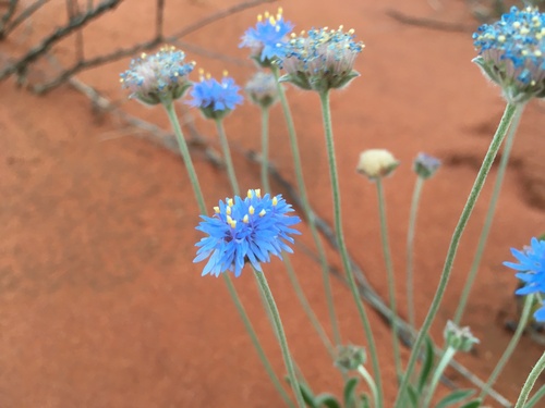 Brunonia australis (Brunonia australis)