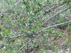 Fendlera linearis