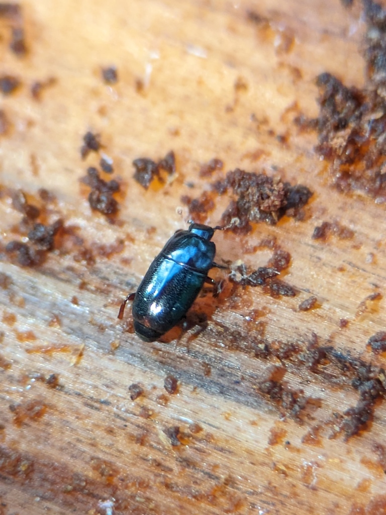 Paromalus parallelepipedus