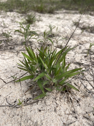 Image of Dichanthelium commonsianum by (c) Brandon Corder, some rights reserved (CC BY)