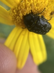 Oxythyrea