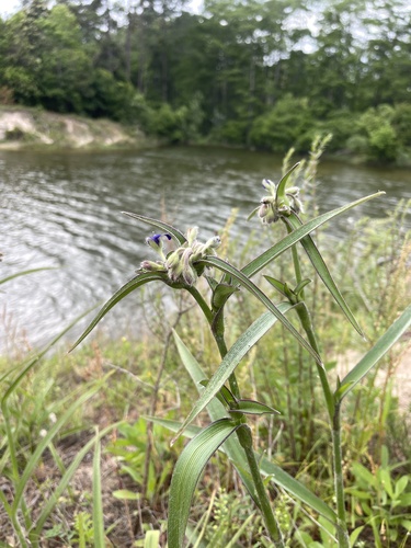Reverchon's Spiderwort (Tradescantia reverchonii)