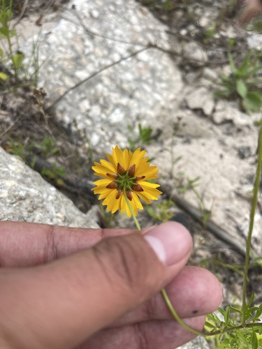 Image of Golden Wave Tickseed (Coreopsis basalis) by (c) Brandon Corder, some rights reserved (CC BY)
