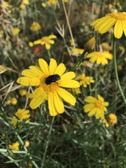 Oxythyrea