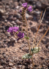 Phacelia calthifolia