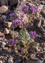Phacelia calthifolia