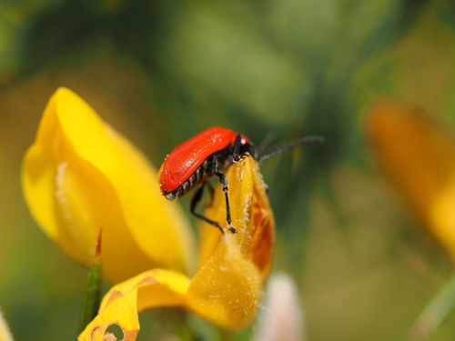 Photo of Lily Leaf Beetle (Lilioceris lilii)
