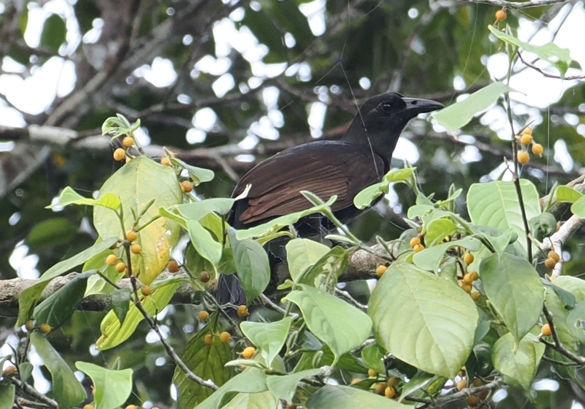 Halmahera Paradise-crow illustration
