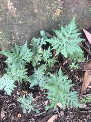 Doryopteris concolor