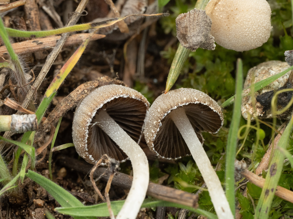 Coprinopsis sp. 'CA05'