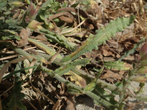 Image of Anchusa hybrida by (c) Daniel Cahen, some rights reserved (CC BY)