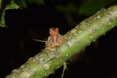 Loja Rainfrog photo 3