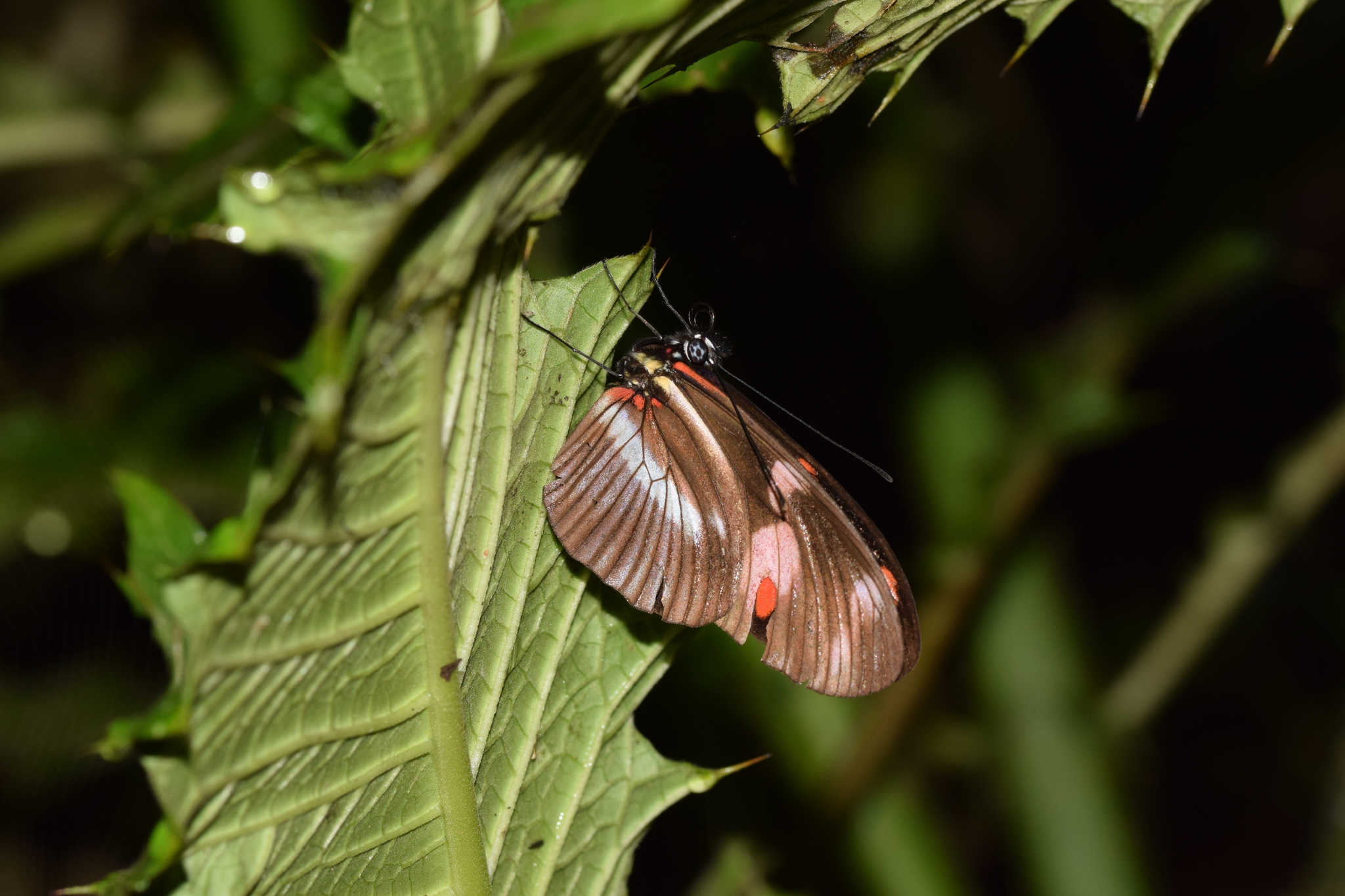 Heliconius telesiphe image