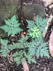 Doryopteris concolor