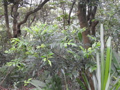 Zanthoxylum avicennae