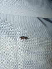 Eremocoris depressus