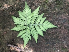 Doryopteris concolor
