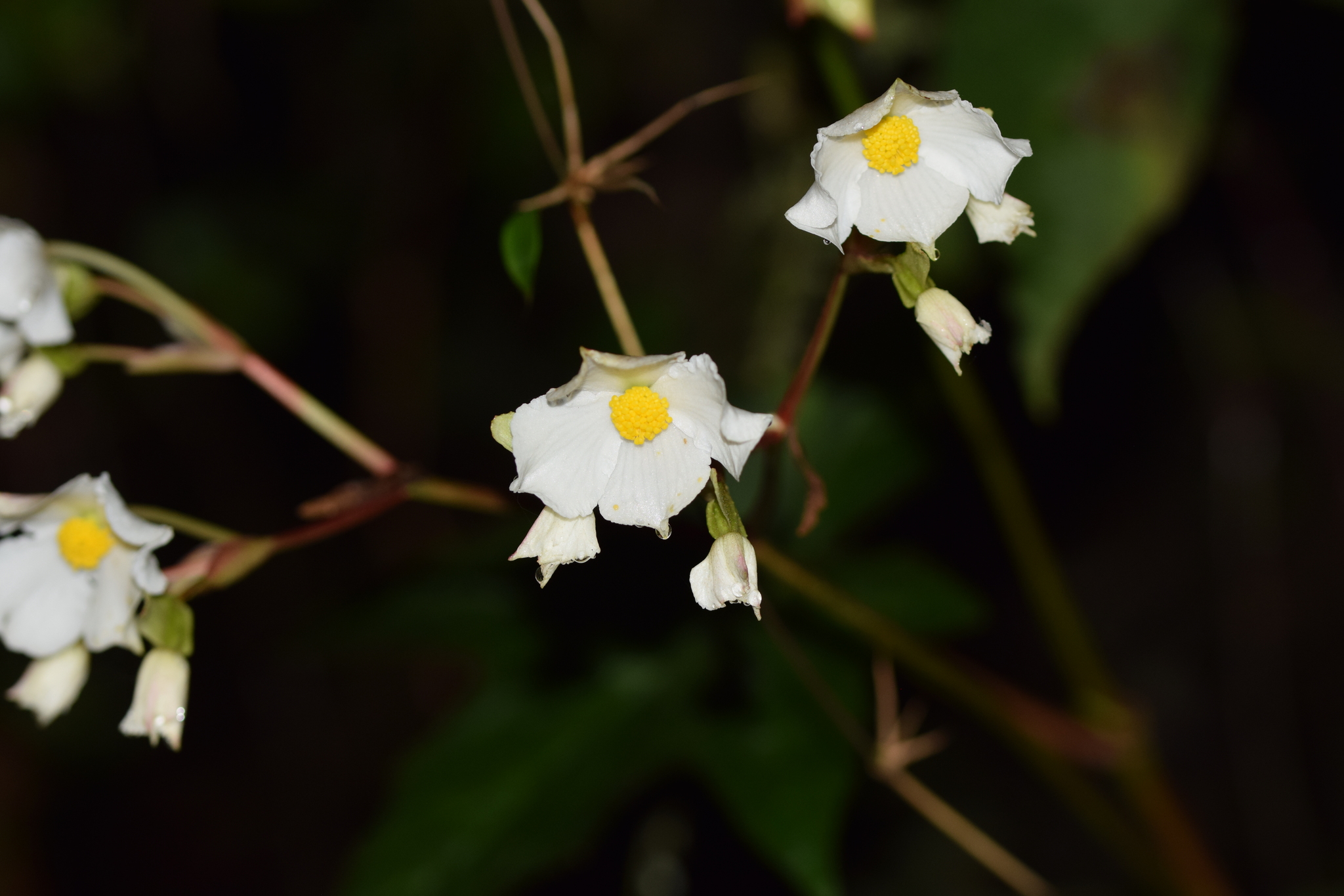 Begonia acerifolia image